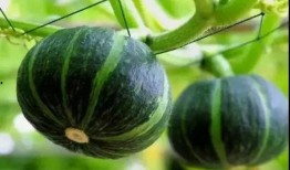 湾湾网红吃瓜视频,揭秘娱乐圈幕后真相