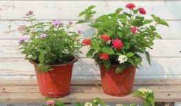 昆明晚安爆料视频最新版,揭秘最新视频版幕后真相